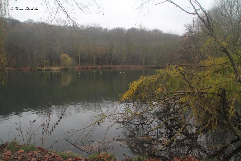 L'étang à Meudon-la-forêt, il y a de reflets dans l'étang, l'étang fonctionne tel qu'un miroir. Mercredi 28 novembre 2012. 
