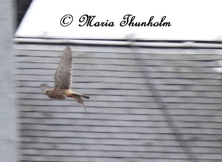 Faucon crécerelle - Falco tinninculus - Lieu de prise de vue : Notre Dame de Paris, France. Dimanche 24 février 2013